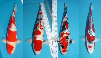 list koi values overview, calculate koi value, koi cost calculator, price list koi, price list japan koi