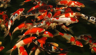 Calculate calculate koi food costs, price calculator optimal koi food recommendation best koi food
