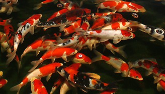 Cost fish food koi, cost calculator koi food, recommendation best koi food, koi food calculator, calculate koi food costs, price calculator optimal koi food, calculate fish food prices online